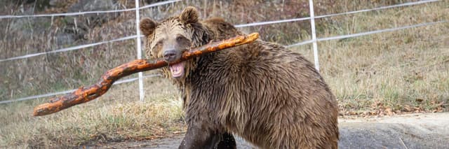 A bear at the Dancing Bears Park, Belitsa